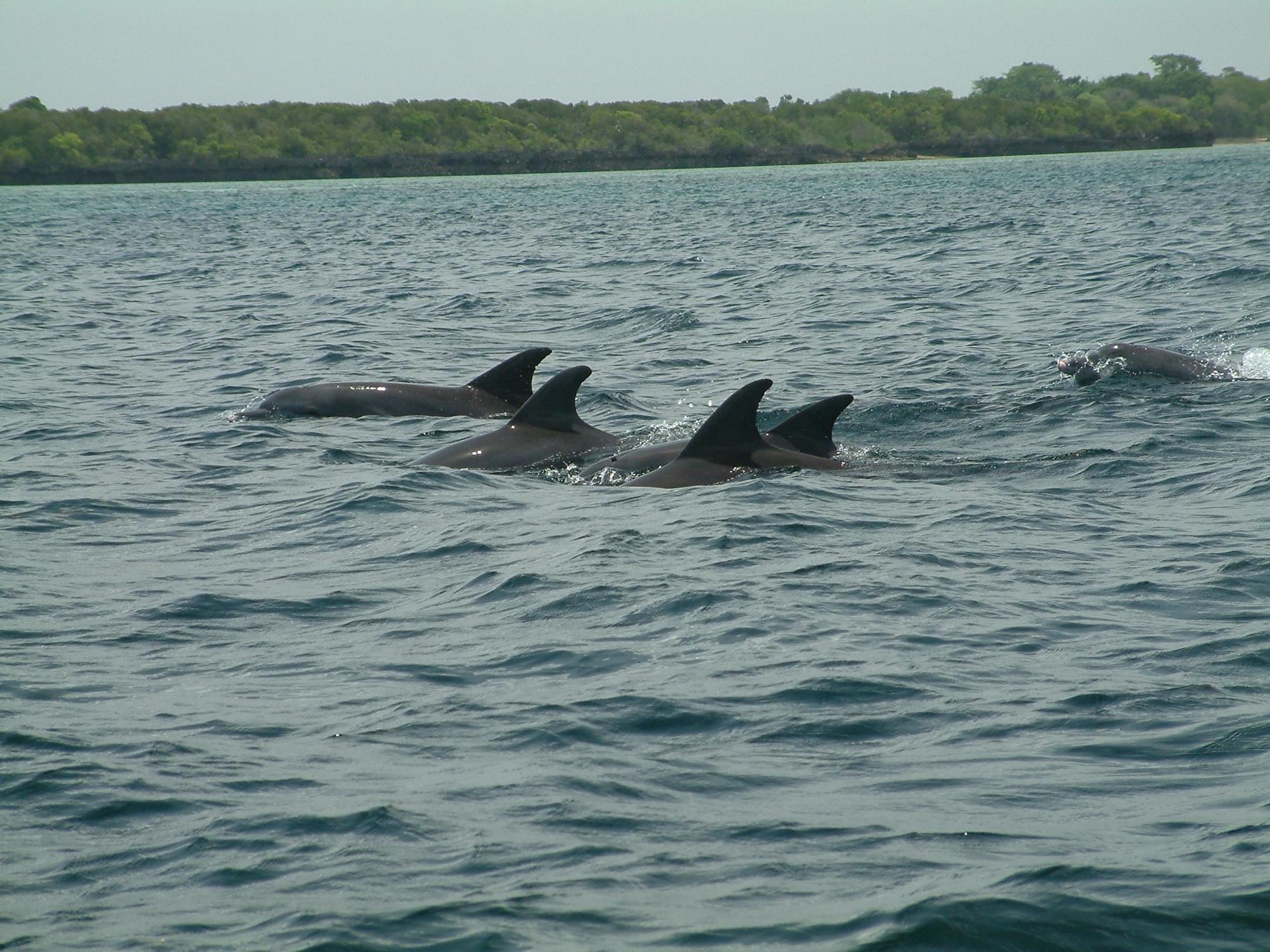 20040130   Zanzibar 309